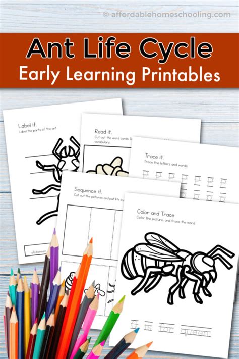 Printable Ant Life Cycle Worksheets