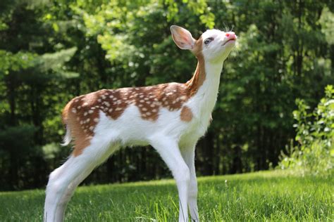 White-Faced Fawn Rejected By Mother At Birth Is Given Happy Home At Animal Farm | HuffPost