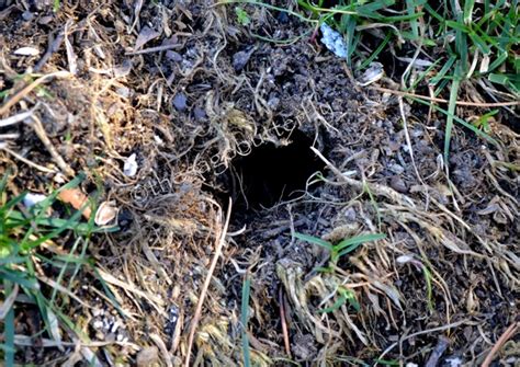 The Sage Butterfly: The Vole in the Garden: Control Methods