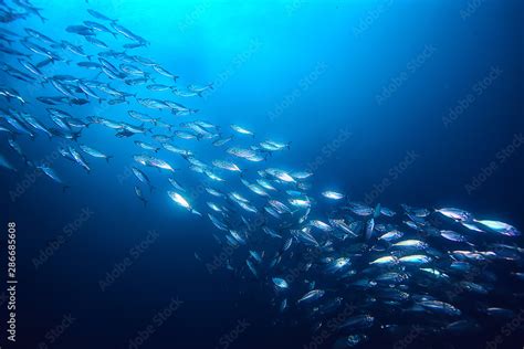 lot of small fish in the sea under water / fish colony, fishing, ocean ...