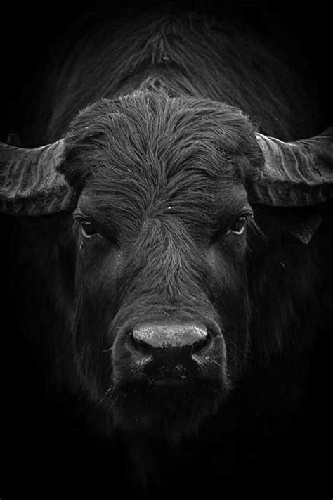 Pin by greg Lion on bw | Wild animals photography, Animal wallpaper ...