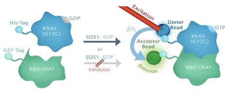 KRAS(G12C) Coupled Nucleotide Exchange Assay Kit