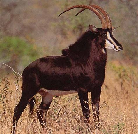 sable antelope images - Google Search | South african animals, African ...