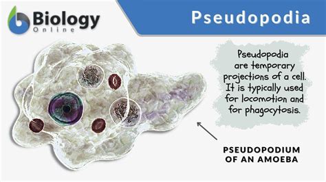 Pseudopodia Definition and Examples - Biology Online Dictionary