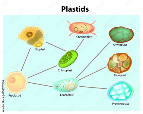 Leucoplast Diagram