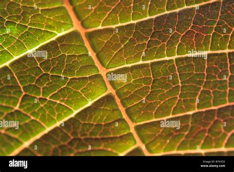 underside of a leaf Stock Photo - Alamy