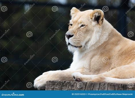 A White, Albino Lion Resting the at the Zoo Paddock. Stock Image ...