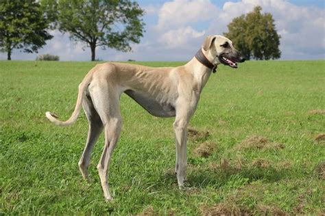 Arabian greyhound Stock Photos, Royalty Free Arabian greyhound Images ...