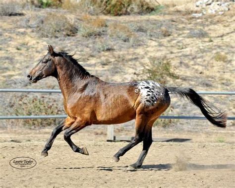 Rare Breed Nez Perce Stallion at Stud in Sage, Southern California ...