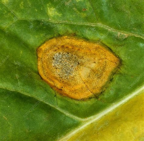 Phoma Leaf Spot (Phoma betae) - Stock Image - B275/0142 - Science Photo Library