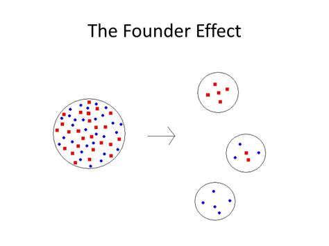 PPT - Genetic Drift, Founder Effect, Bottleneck Effect. PowerPoint Presentation - ID:3059987