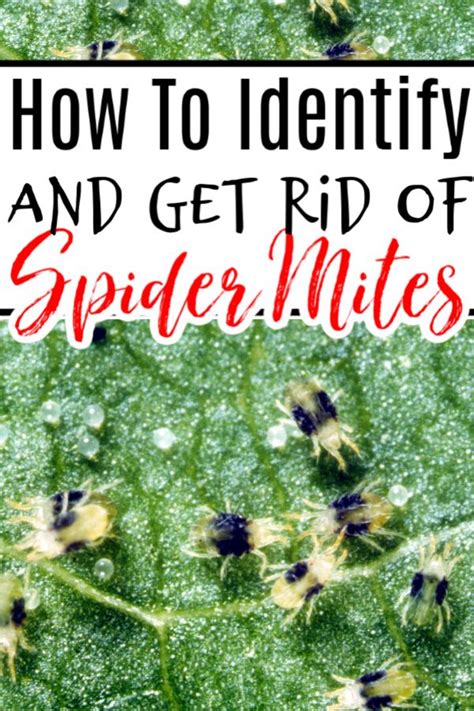 How To Get Rid Of Spider Mites On Plants in 2020 | Get rid of spiders, Spider mites, How to get rid