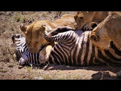Serengeti: Pride of lions hunting and killing zebras (4 K/UHD) - YouTube