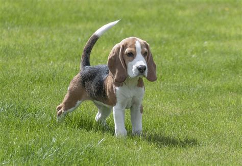 Beagle Puppies for Adoption