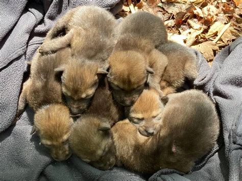 Endangered Red Wolf Pups Born In The Wild For First Time In Four Years