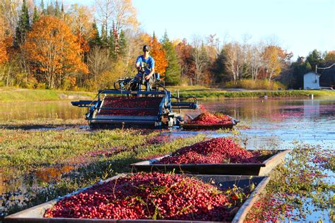 Ontario Cranberry Harvest is Underway! - Muskoka Lakes Farm & Winery