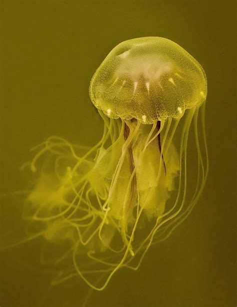 Atlantic sea nettle, jellyfish | Smithsonian Photo Contest | Smithsonian Magazine