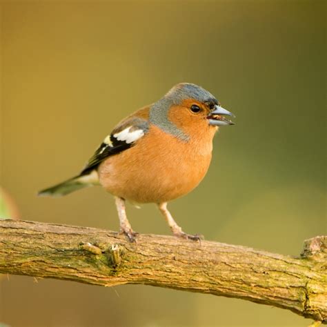 Chaffinch | BTO - British Trust for Ornithology