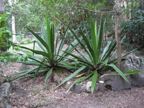 Furcraea foetida - Useful Tropical Plants