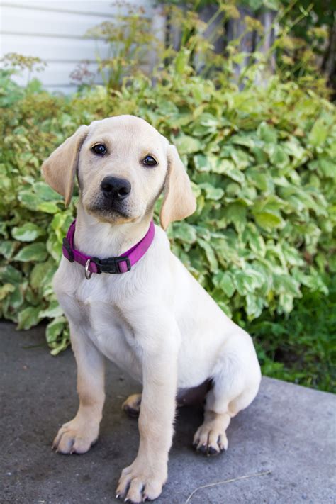 Female Yellow Lab Puppy Sadie – Placed