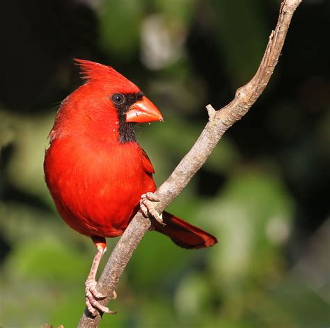 Ohio State Bird | I know it's the Buckeye state bird but we … | Flickr