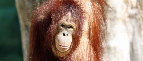 Auckland Zoo welcomes female orangutan Daya | Auckland Zoo News