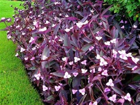 Tradescantia pallida ‘Purpurea’Succulent - Setcreasea pallida 'Purple Heart'- 4 cuttings stems ...