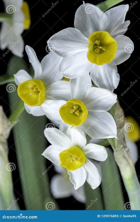 Narcissus is a Beautiful Flower. Stock Image - Image of spring, flower: 129976895