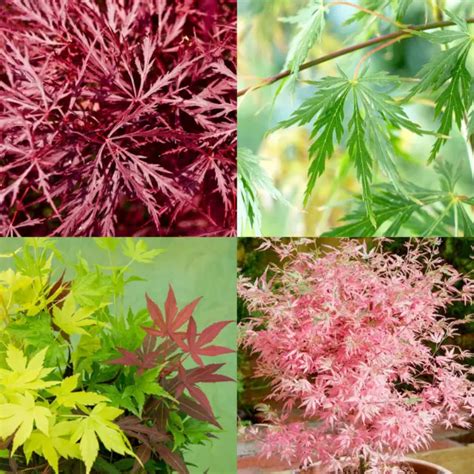 ACER PALMATUM JAPANESE Maple Tree All Varieties Garden Patio Outdoor ...