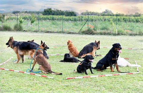 Premium Photo | Dogs training for obedience