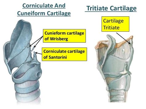 Larynx Anatomy