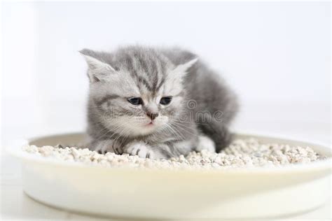 Cute kitten in his litter stock image. Image of cats - 49743033