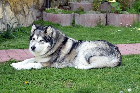 Giới thiệu loài chó Alaskan Malamute | Blog yêu cún thú cưng vui nhộn