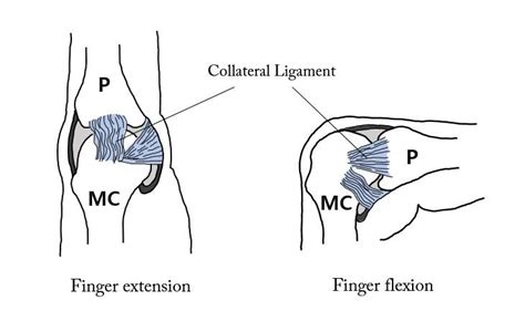 MCP Anatomy