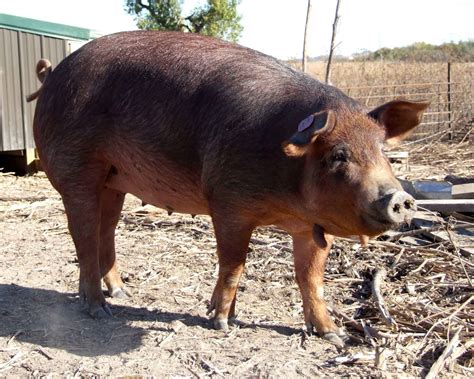 Red Wattle Hog - The Livestock Conservancy