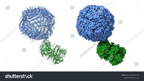 Structure Human Transferrin Receptor 1 Green Stock Illustration 2079674776 | Shutterstock