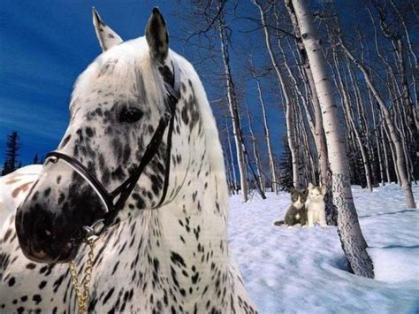 🔥 [50+] Horse in Snow Wallpapers Desktop | WallpaperSafari