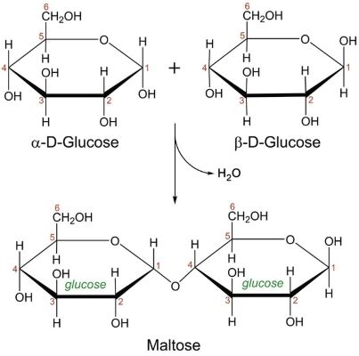 Write the equation for the formation of maltose, a disaccharide, which ...