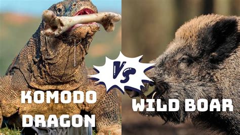 Witness the Power of Nature: Komodo Dragon's Venomous Bite Subdues Wild Boar - YouTube