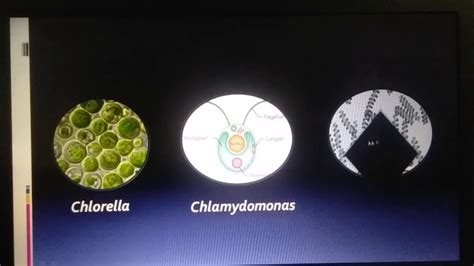 Class 9 Classification of Plants. Cryptogams, Thallophyta and Bryophyta ...