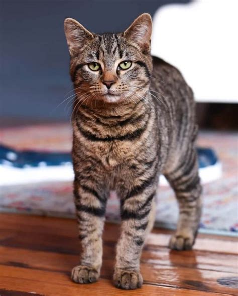 Know more about Tabby Cat |Personality & Characteristic