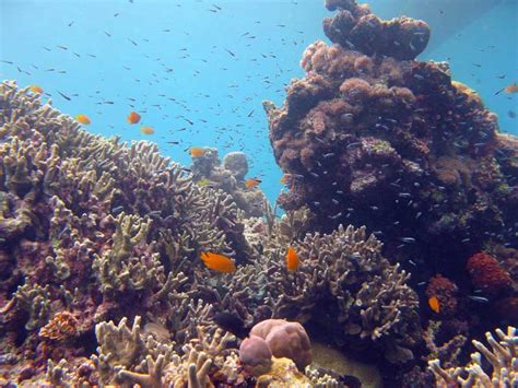 Snorkeling and Island Hopping in Moalboal on Cebu Island – Planet Action Adventure Tour Services ...