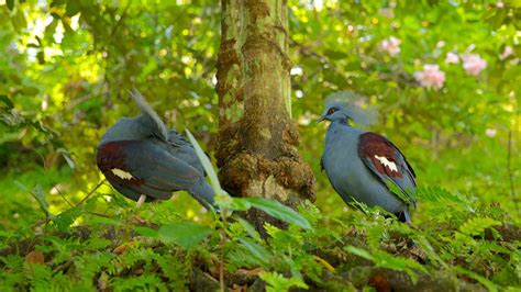 Kuala Lumpur Bird Park - Kuala Lumpur, Attraction | Expedia.com.au