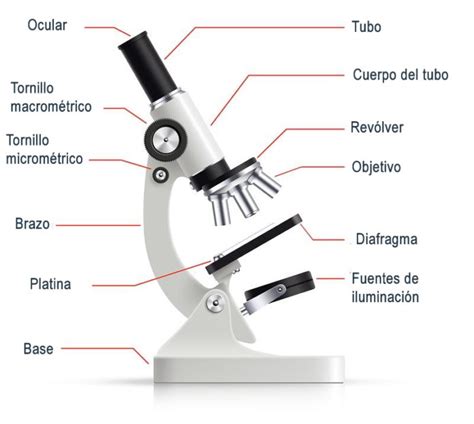 Las Partes del Microscopio Óptico y sus Funciones