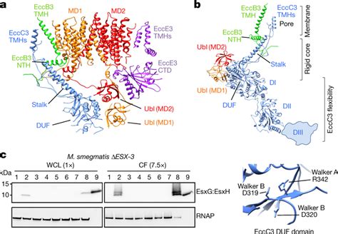 Structure and function of the ESX-3/type VII secretion system a, Side... | Download Scientific ...