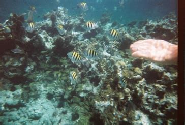 Snorkeling off the Beach in Negril