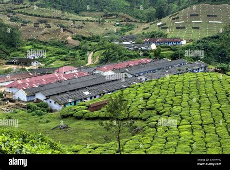 Tea (Camellia sinensis) crop, view of tea plantation workers housing on hillside, Munnar ...