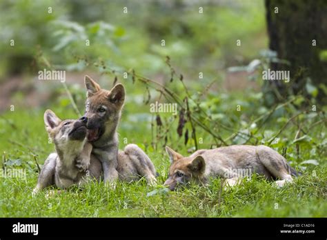 Wolf pups playing hi-res stock photography and images - Alamy