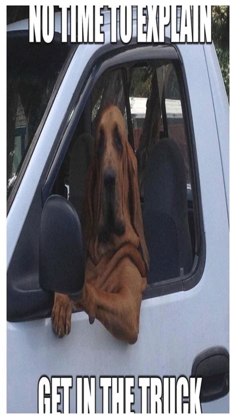 Dog Driving Car Meme, Dog Driving Car, Funny Dog Meme | Dog memes, Funny dog memes, Funny animal ...