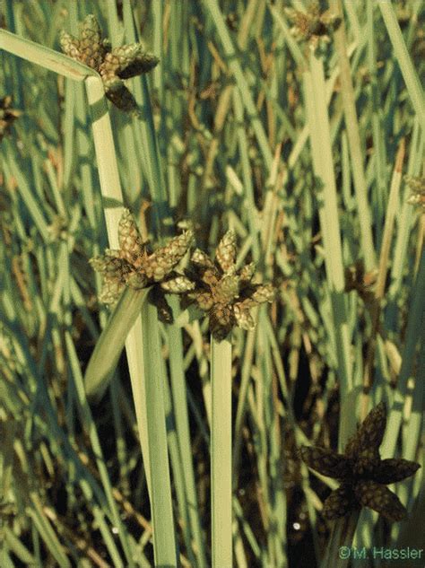 Washington State Noxious Weed Control Board